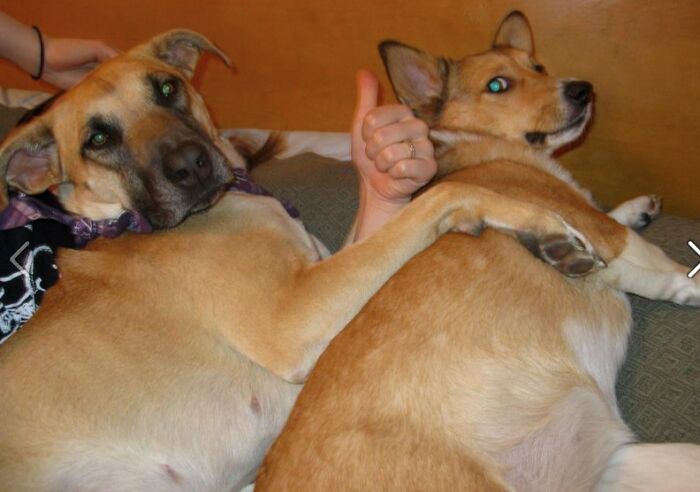 Two dogs lying close together with one dog’s paw resting on the other, creating a confusing visual moment.
