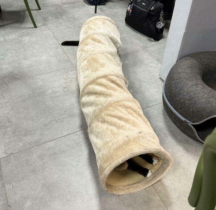Cat hidden inside a beige tunnel toy with paws and tail sticking out, a confusing photo to catch your brain up.