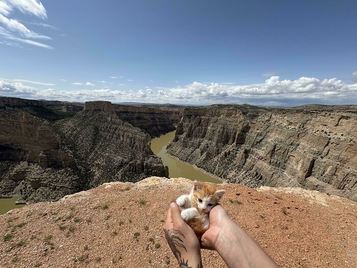 Tiny cat held in hands overlooking vast canyon landscape, showing contrast of tiny cats in big spaces.
