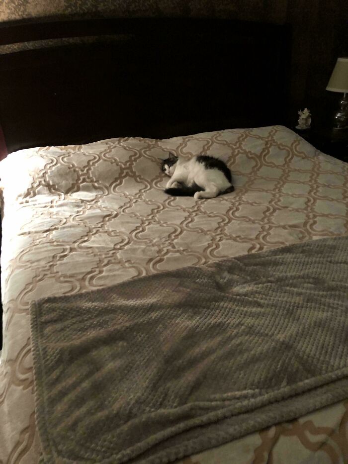 Tiny cat curled up on a large bed with patterned bedding and a soft blanket in a dimly lit bedroom.
