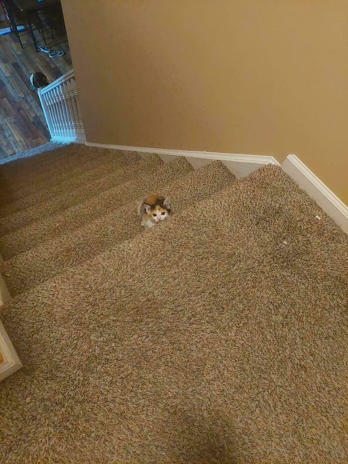 Tiny cat sitting on a large carpeted staircase, highlighting the contrast between small cats and big spaces.