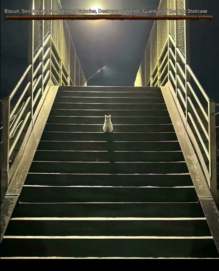 Tiny cat sitting alone on wide staircase at night under streetlight, highlighting small cat in big space.