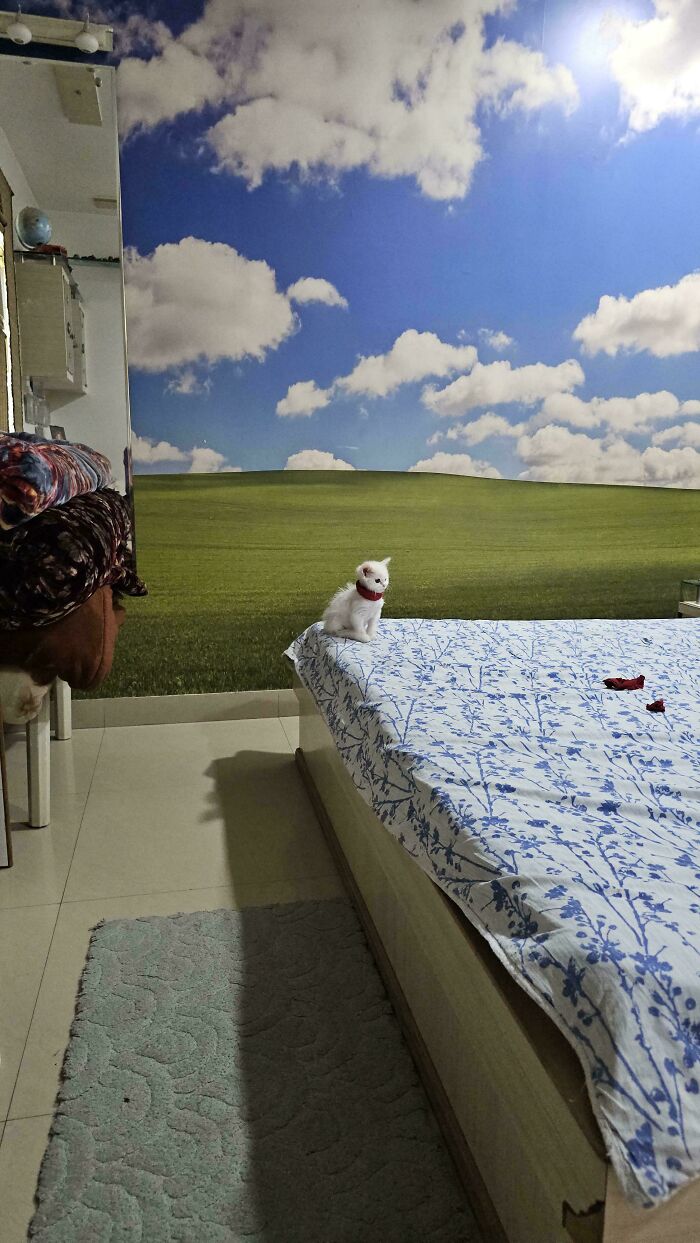 Tiny cat sitting on the edge of a bed in a big room with a mural of open green fields and blue sky.