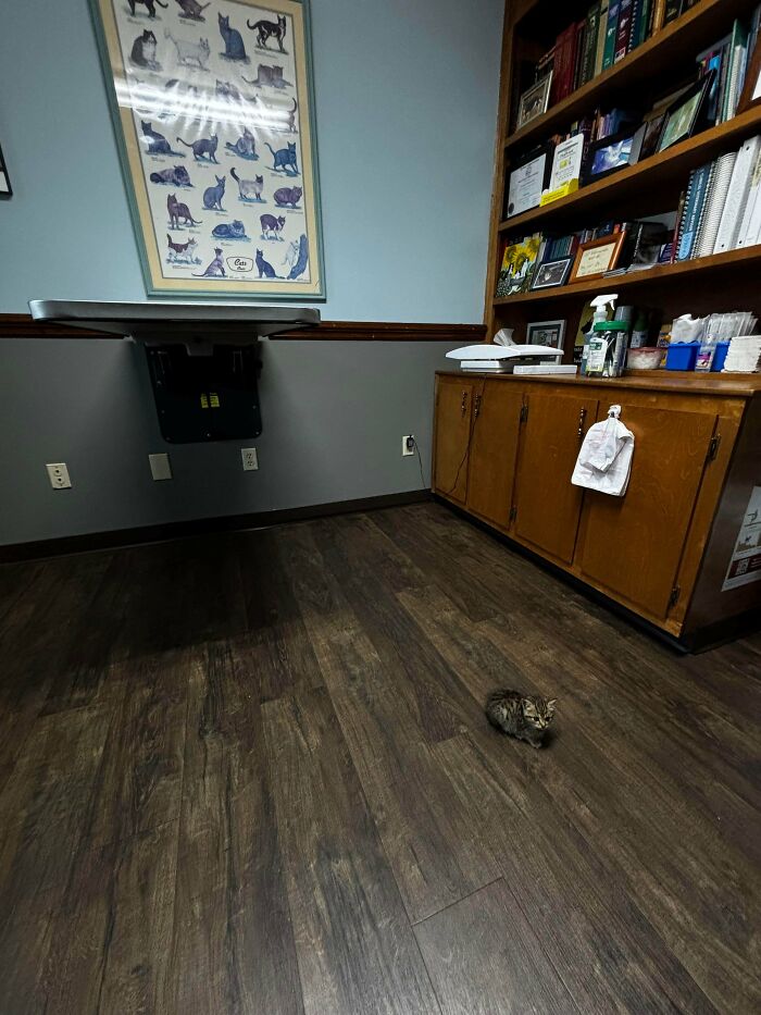 Tiny cat sitting alone on a large wooden floor in a spacious room with cabinets and a cat illustration poster on the wall.