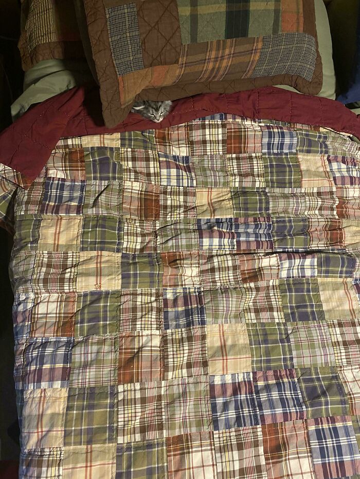 Tiny cat peeking out from under a quilt on a large bed, highlighting tiny cats in big spaces feeling.