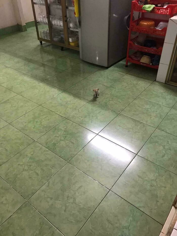 Tiny cat standing alone on a large green tiled kitchen floor next to a fridge and shelves in a big space.