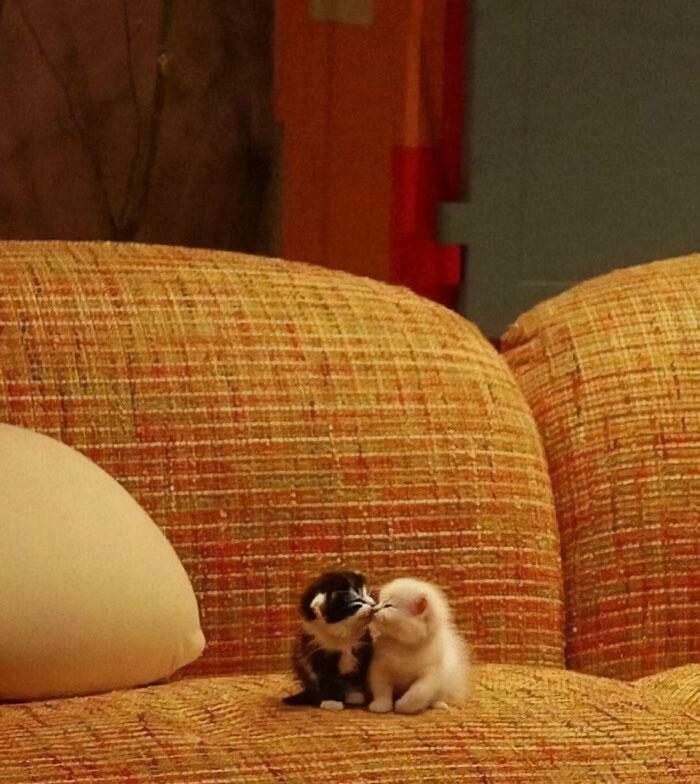 Two tiny cats sitting closely together on a large patterned couch in a cozy indoor space.