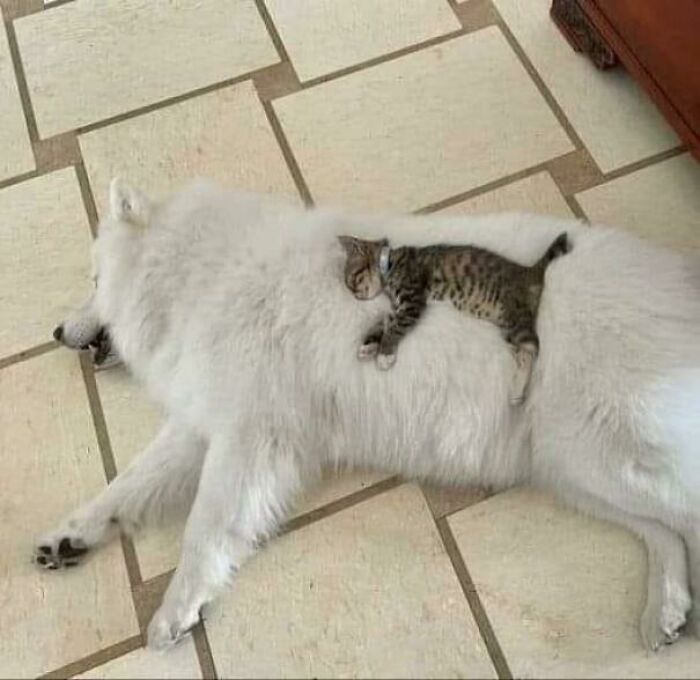Tiny cat resting peacefully on the back of a large white dog in a spacious indoor setting.