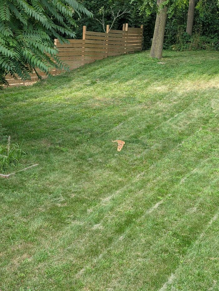 Tiny cat lying on a large grassy slope near trees and a wooden fence in a spacious outdoor area.