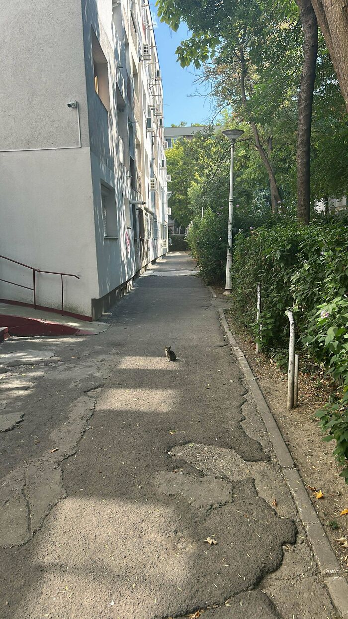 Tiny cat sitting alone on a c*****d pavement in a large outdoor space between apartment buildings and greenery.