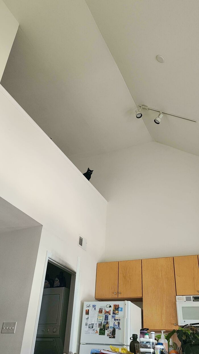 Tiny black cat perched high above in a spacious bright kitchen, showcasing the contrast of tiny cats in big spaces.