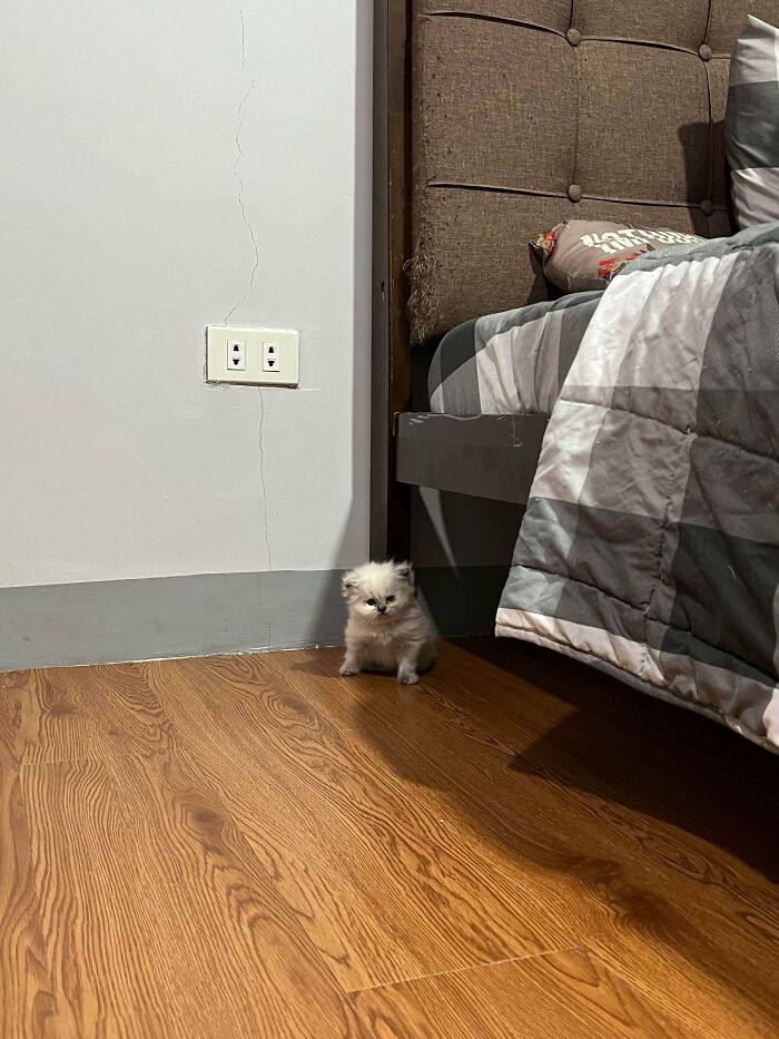 Tiny cat sitting on wooden floor near bed in a big space, highlighting the contrast of tiny cats in big spaces.