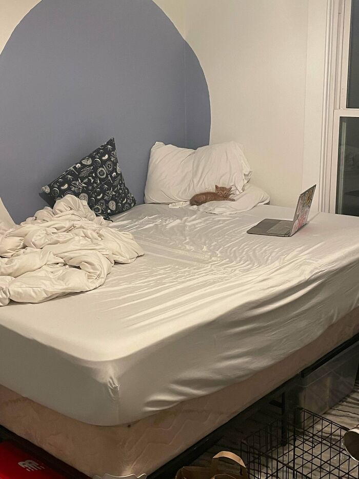 Tiny cat resting on pillows in a large bedroom setting with crumpled sheets and an open laptop nearby.