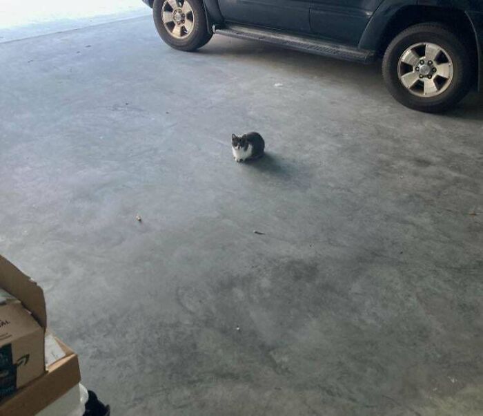 Tiny cat sitting alone on concrete floor near parked dark SUV in large empty garage space.
