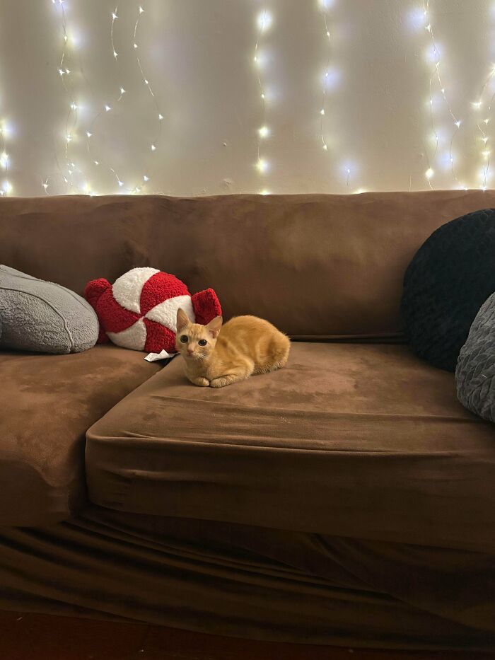 Small orange cat resting on a large brown couch with pillows and string lights in the background.