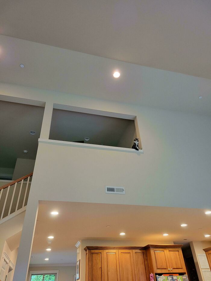 Tiny cat perched in a large open living space above a kitchen area with high ceilings and stairs nearby.