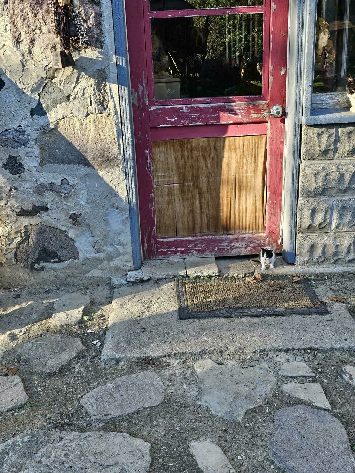 Tiny cat sitting near the red door of an old stone building, highlighting the contrast of tiny cats in big spaces.