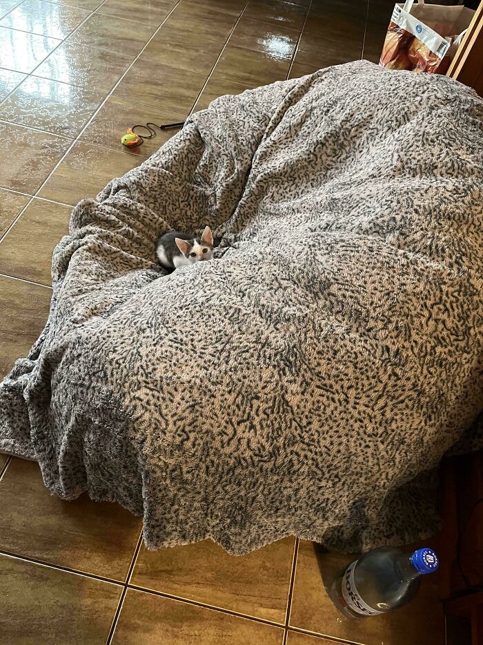 Tiny cat curled up on a large, textured blanket in a spacious room with tiled flooring and scattered toys.