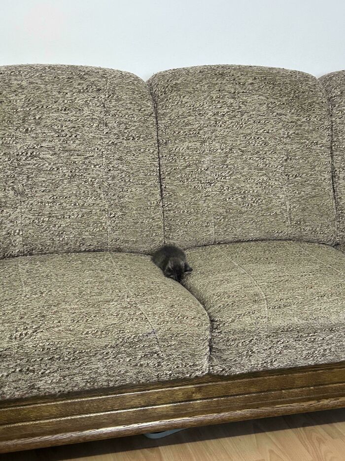 Tiny cat curled up on a large textured sofa, illustrating the contrast of tiny cats in big spaces that melt your heart.