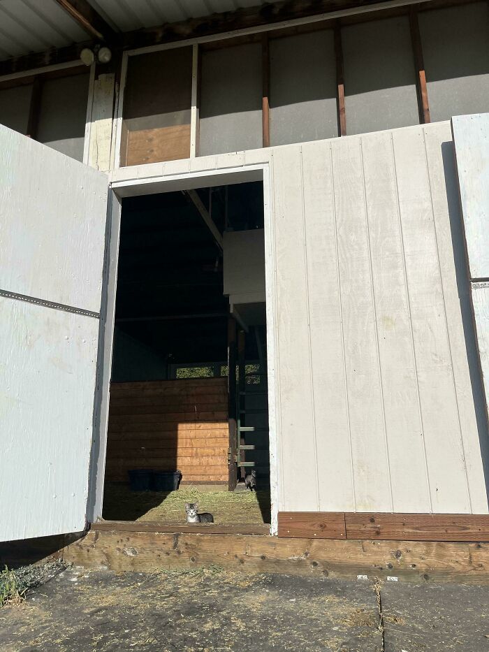 Tiny cat sitting in a large open barn space with sunlight casting shadows inside the structure.