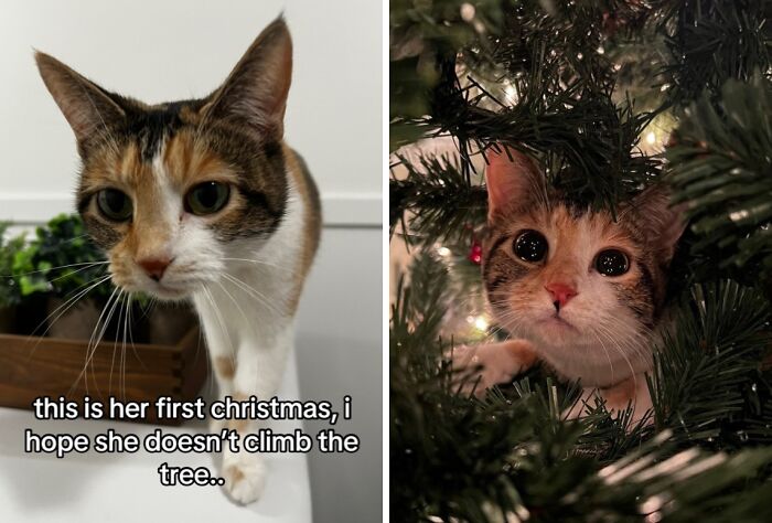 Curious cats experiencing Christmas for the first time, exploring decorations and reacting adorably to festive trees.