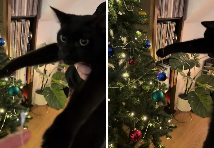 Black cat experiencing Christmas for the first time, reaching out to touch ornaments on a decorated Christmas tree indoors.