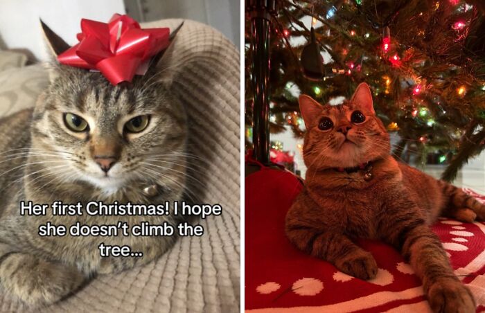 Tabby cats experiencing Christmas for the first time, one with a red bow and another under a decorated Christmas tree.