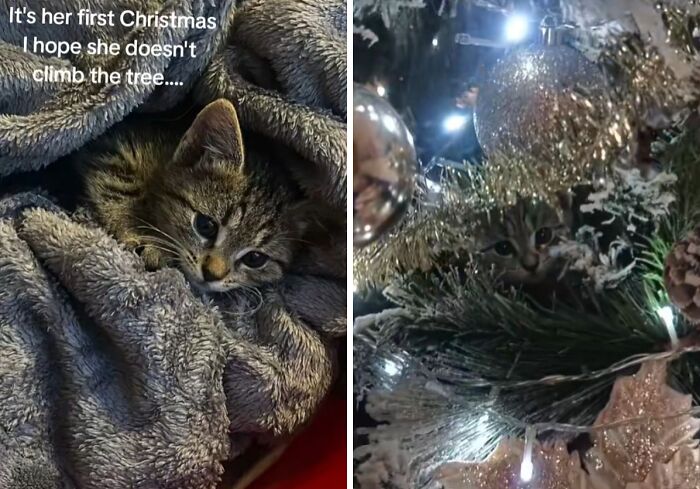 Kitten experiencing Christmas for the first time, nestled in a blanket and hiding among Christmas tree decorations.