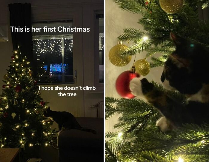 Cat experiencing Christmas for the first time, curiously touching ornaments on a decorated Christmas tree with lights.