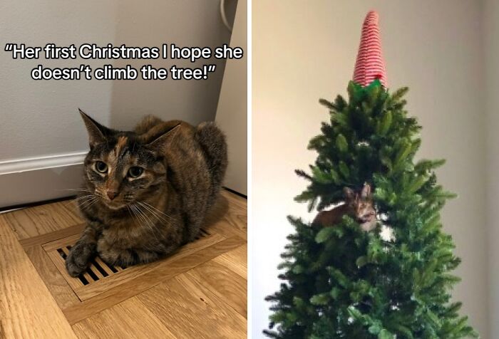 Tabby cat sitting on wooden floor near vent and hiding in Christmas tree, showing cats experiencing Christmas for the first time.
