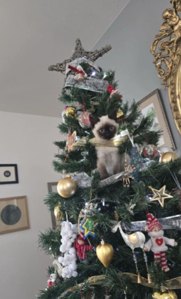 Siamese cat nestled inside a decorated Christmas tree, experiencing Christmas for the first time with curious expression.