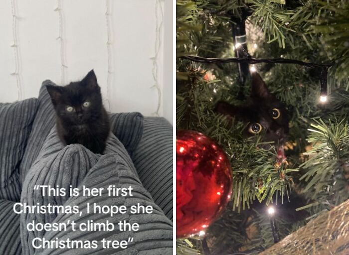 Black kitten experiencing Christmas for the first time, curiously exploring a Christmas tree with bright ornaments and lights.