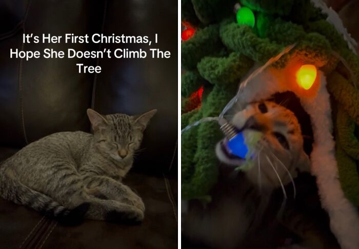 Gray tabby cat resting on a couch and a curious cat playing with Christmas tree lights during their first Christmas experience.