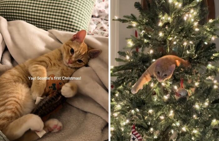 Orange tabby cats experiencing Christmas for the first time, lying on a blanket and climbing a decorated Christmas tree.