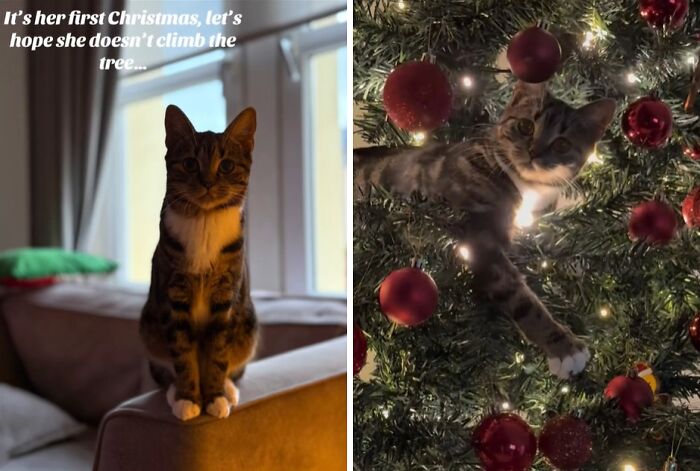 Tabby cat experiencing Christmas for the first time, exploring a decorated Christmas tree with red ornaments and lights.