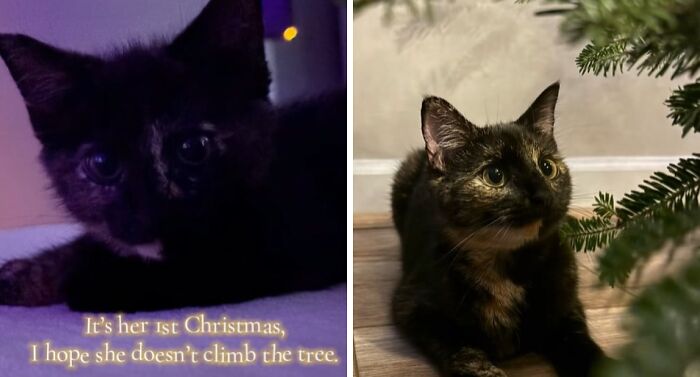 Black cat experiencing Christmas for the first time, curiously looking at a decorated Christmas tree with wide eyes.