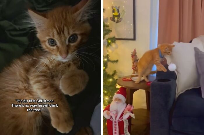 Orange kitten experiencing Christmas for the first time, curiously interacting with tree ornaments and decorations indoors.