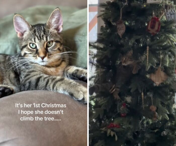 Tabby cat experiencing Christmas for the first time, resting on couch and climbing inside a decorated Christmas tree with curious reaction.