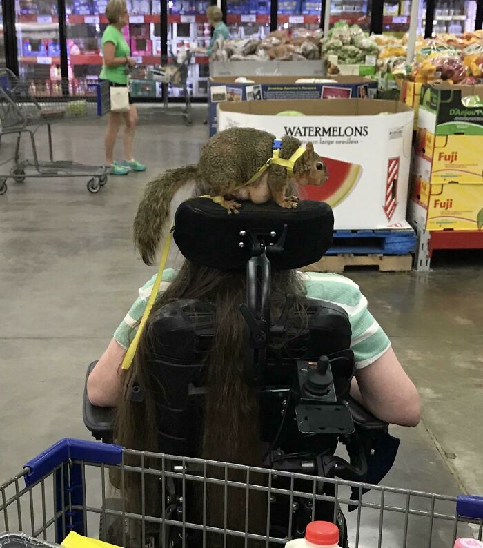 Squirrel wearing a harness sitting on a person's motorized scooter in a Walmart store with produce aisles in the background.