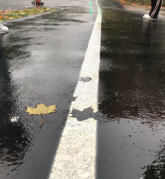 Wet pavement with a painted line showing leaf shapes misaligned, illustrating poor job e*******n outdoors.