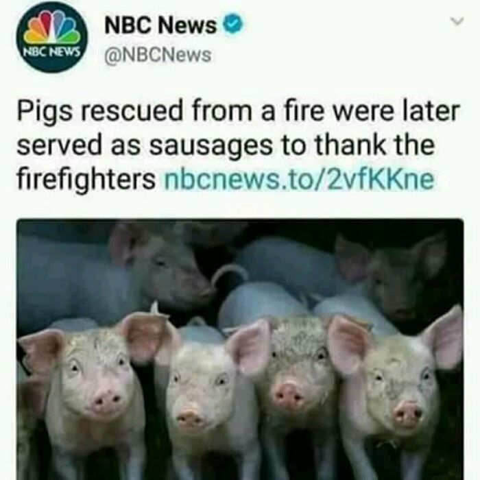 Tweet about pigs rescued from fire later served as sausages, illustrating pointless things that serve no purpose except being funny.