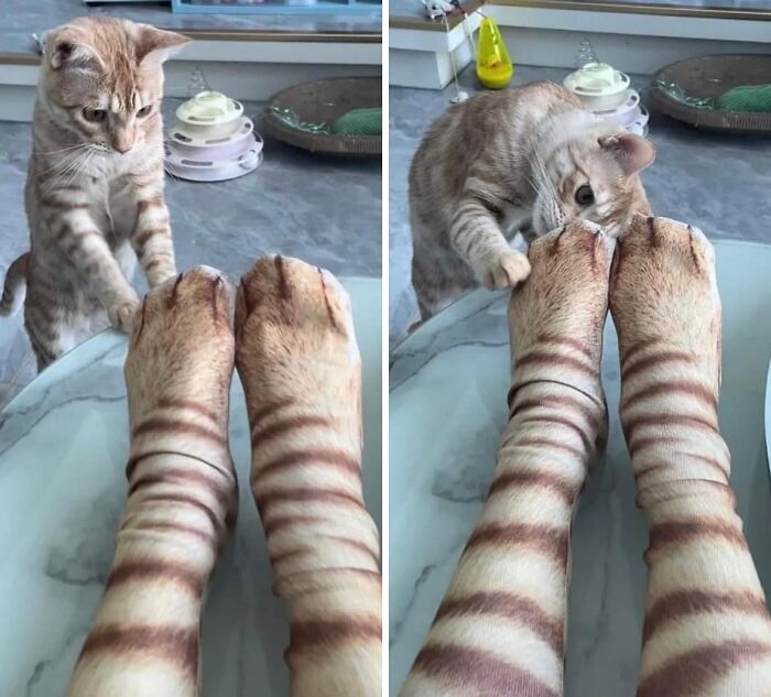 Cat curiously pawing and biting feet covered in striped socks resembling cat fur in a hilarious moment caught on camera.