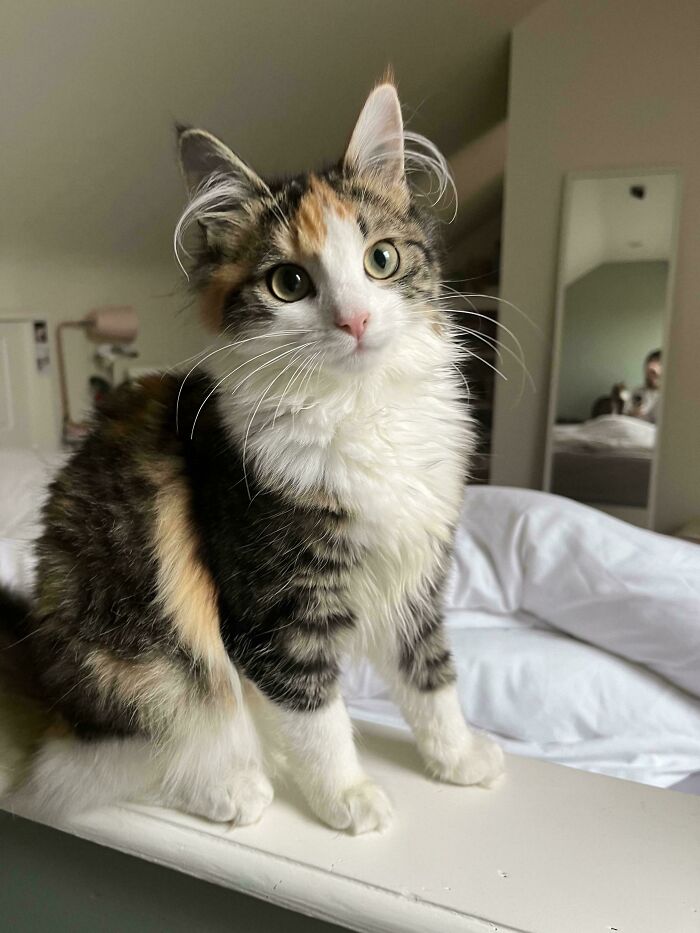 Fluffy kitten with prominent ear furnishings and soft fur sitting indoors on a white surface near a bed.