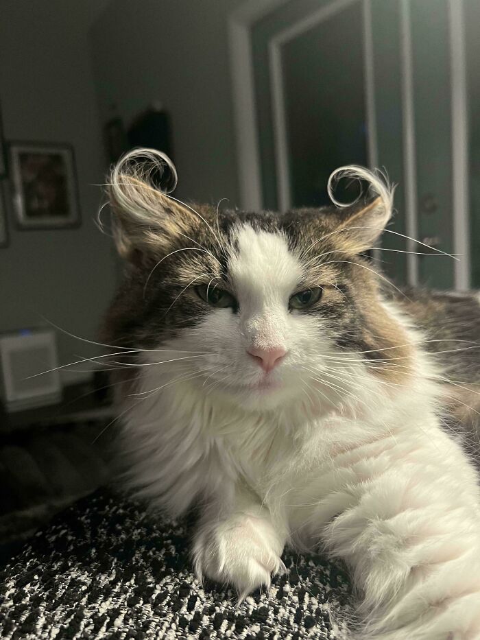 Fluffy kitten with unique curled ear furnishings resting indoors, showcasing extra charm and soft fur close-up.
