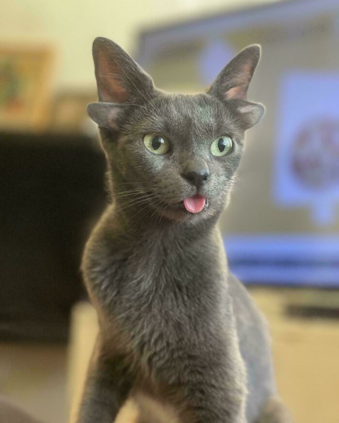 Gray kitten with fluffy ear furnishings and green eyes sticking out its tongue indoors with blurred background.