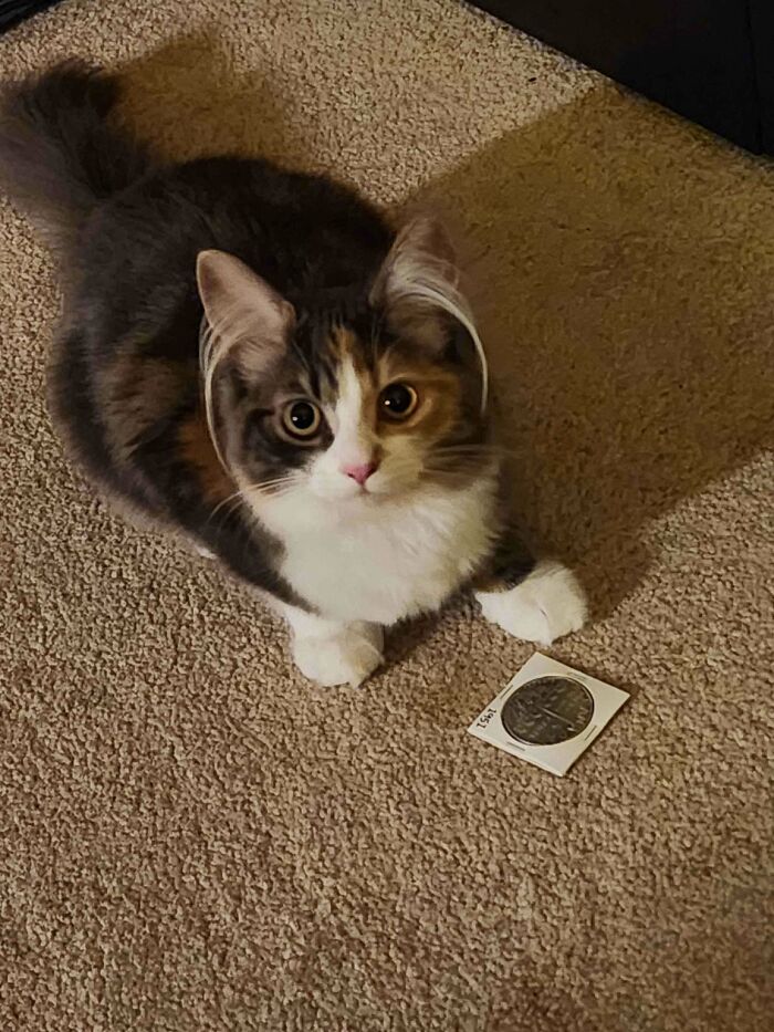 Calico kitten with fluffy ear furnishings sitting on carpet next to a coin in a cozy indoor setting.
