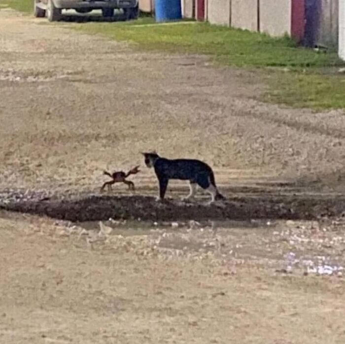 Cat and crab face each other on a dirt road in a hilarious moment caught on camera by Important Animal Images.
