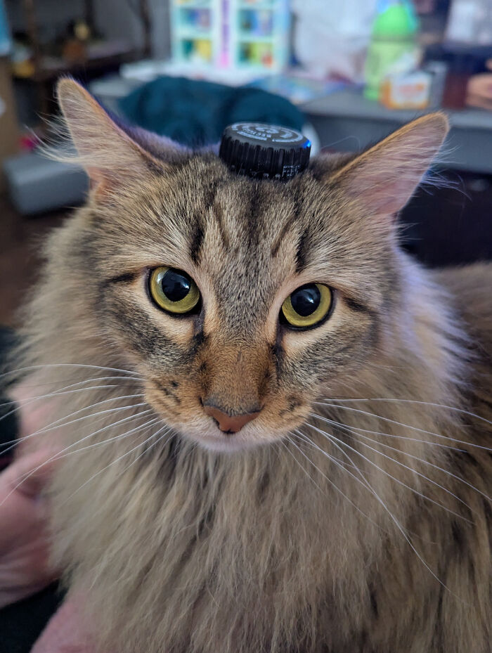 Fluffy kitten with prominent ear furnishings and large yellow eyes sitting indoors with a bottle cap balanced on its head.