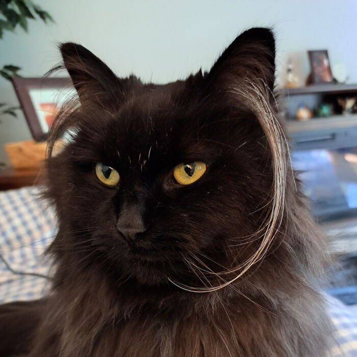 Black fluffy kitten with long ear furnishings and bright yellow eyes sitting indoors near a window and furniture.