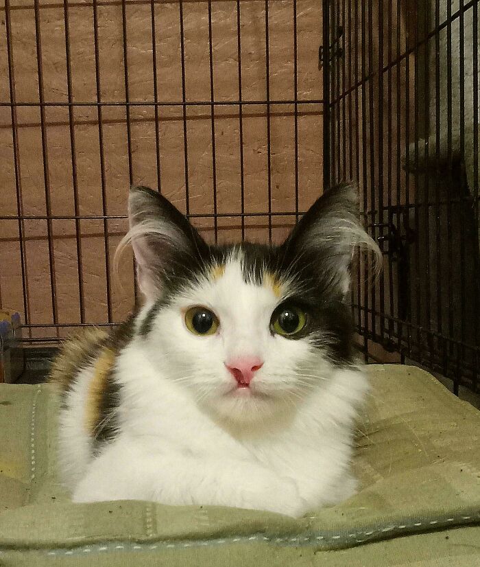 Calico kitten with fluffy ear furnishings resting inside a cage, showcasing extra charm and cuteness.